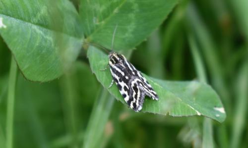 Acontia trabealis